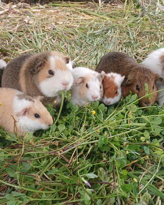 Cuccioli cavia porcellino d'india