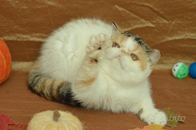 Cucciola di gatti Exotic Shorthair 