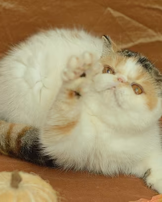 Cucciola di gatti Exotic Shorthair 