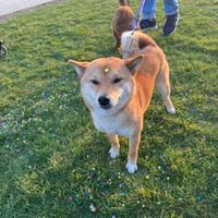 Shiba femmina per accoppiamento