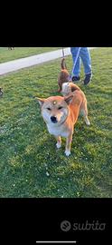 Shiba femmina per accoppiamento