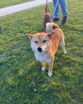 Shiba femmina per accoppiamento