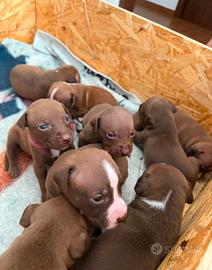 Ultimi 5 cuccioli disponibili di Pitbull Red Nose