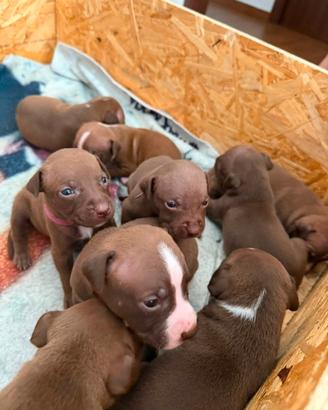 Ultimi 5 cuccioli disponibili di Pitbull Red Nose