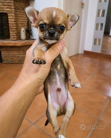 chihuahua mini toy  maschietto