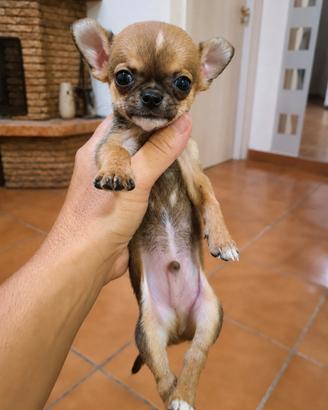 chihuahua mini toy  maschietto