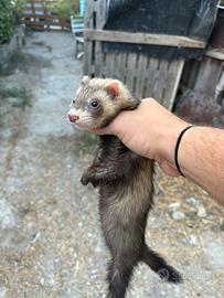 Furetti