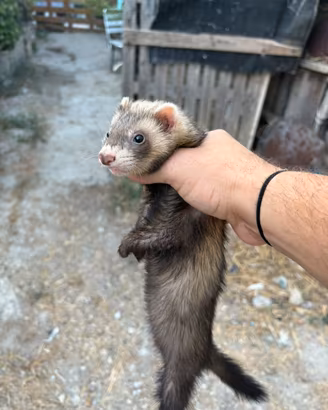 Furetti