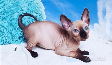 Sphynx femmina