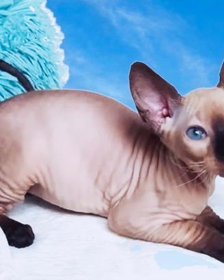 Sphynx femmina