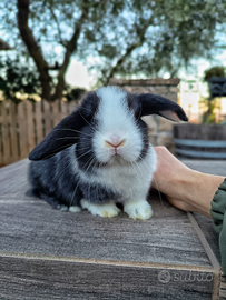 Coniglia cucciola ariete nano