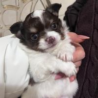 Chihuahua maschio