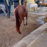 Cavallo