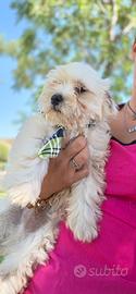 Maltipoo 