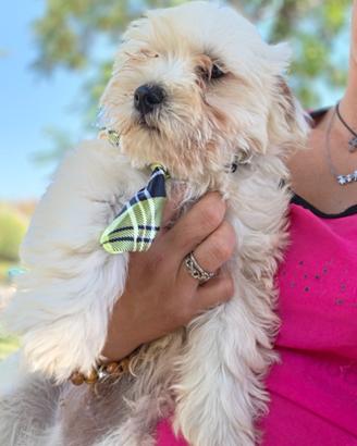 Maltipoo 