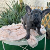 Cucciolo bulldog francese maschio blue
