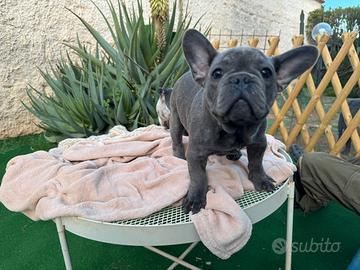 Cucciolo bulldog francese maschio blue