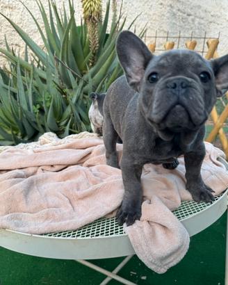 Cucciolo bulldog francese maschio blue