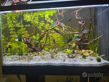 Acquario completo 60 lt