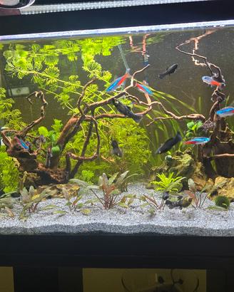 Acquario completo 60 lt