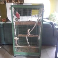 Cacatua rosa di 3 anni allevato a mano