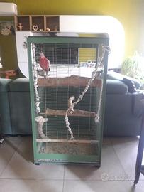 Cacatua rosa di 3 anni allevato a mano