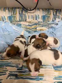 Cuccioli jack russel pelo lungo/ruvido