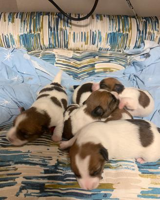 Cuccioli jack russel pelo lungo/ruvido