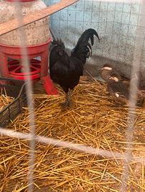 Coppia Cemany adulti