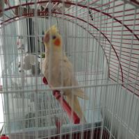 Calopsite lutino femmina allevata a mano