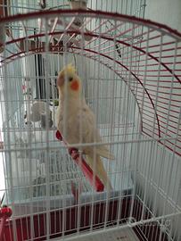 Calopsite lutino femmina allevata a mano