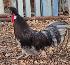 Gallo ornamentale Apzell o Ciamano originali
