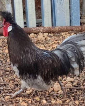 Gallo ornamentale Apzell o Ciamano originali
