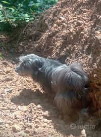 Pastore bergamasco per pastorizia