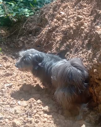 Pastore bergamasco per pastorizia