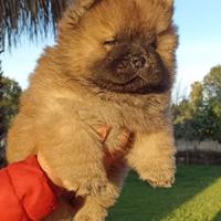Cucciolo di chow chow