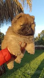 Cucciolo di chow chow