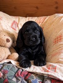 Cocker spaniel cuccioli neri