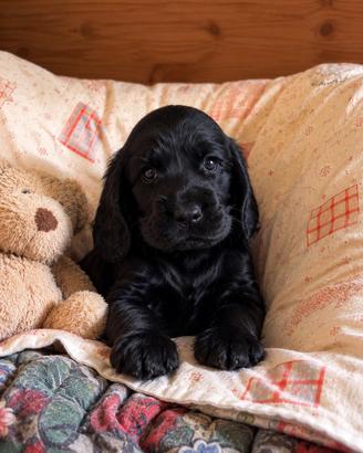 Cocker spaniel cuccioli neri