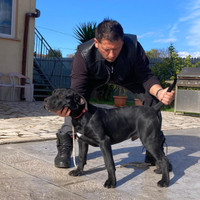 Dogo canario/ Pressa canario