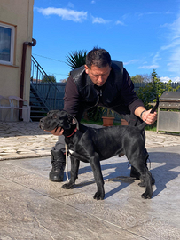 Dogo canario/ Pressa canario