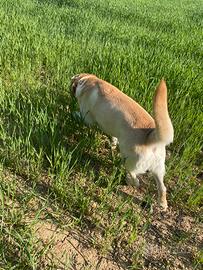 Cane per monta Labrador