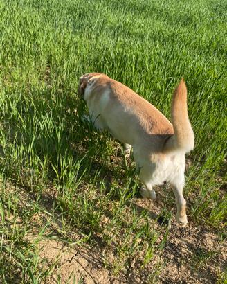 Cane per monta Labrador