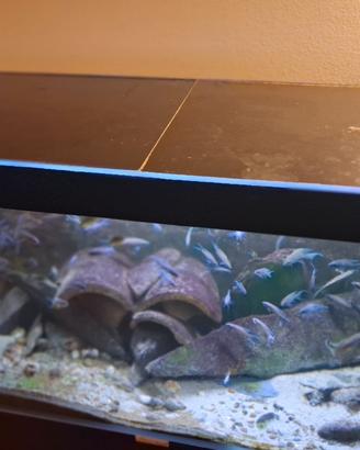acquario 350 l.