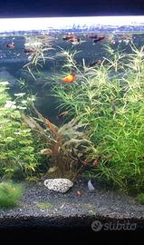 Guppy e Platy