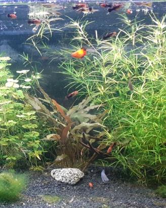 Guppy e Platy