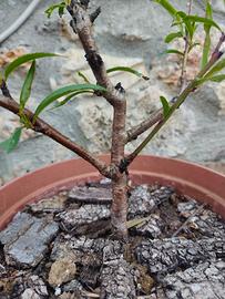 pre bonsai di pesco