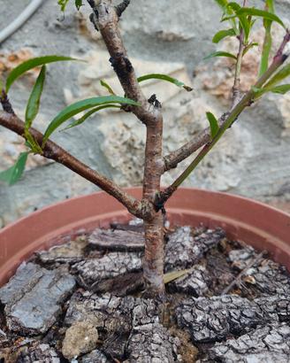 pre bonsai di pesco