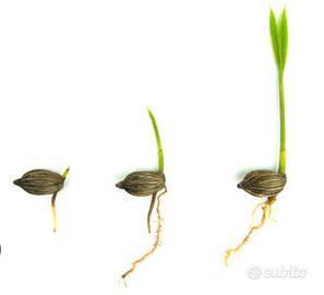 Semi di palme tropicali (anche rare)