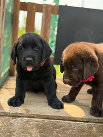 Labrador